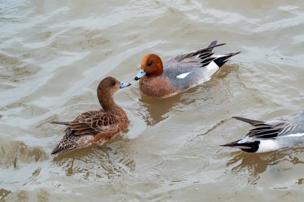 Teal swimming in the water