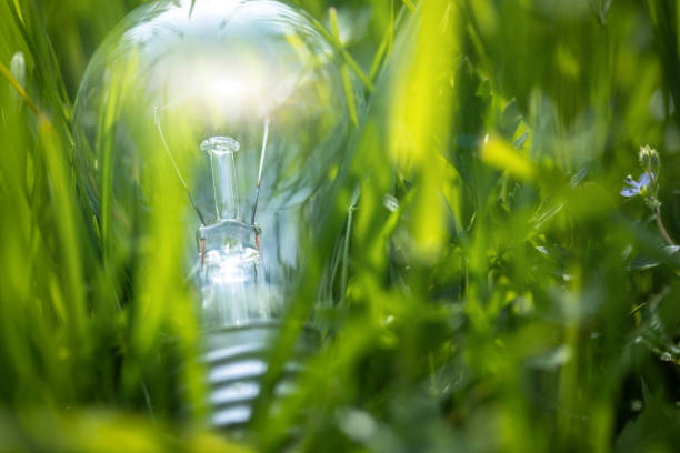 Light bulb in green grass. Idea and concept symbol. Energy efficiency and sustainability background