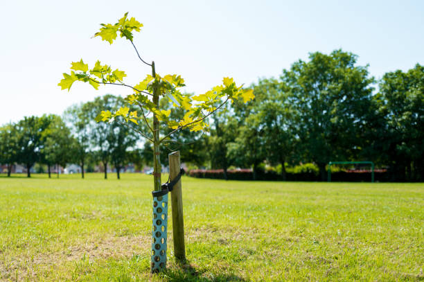 Young Oak sapling tree seen with a protective wrap around its delicate trunk to protect against rodents. stock photo