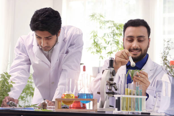 istock Scientist men doing experiment with marijuana hemp leaf in science laboratory, biochemist pharmacist team extract aromatic cannabis oil in lab, medical researcher work for alternative herb medicine. 2155723605