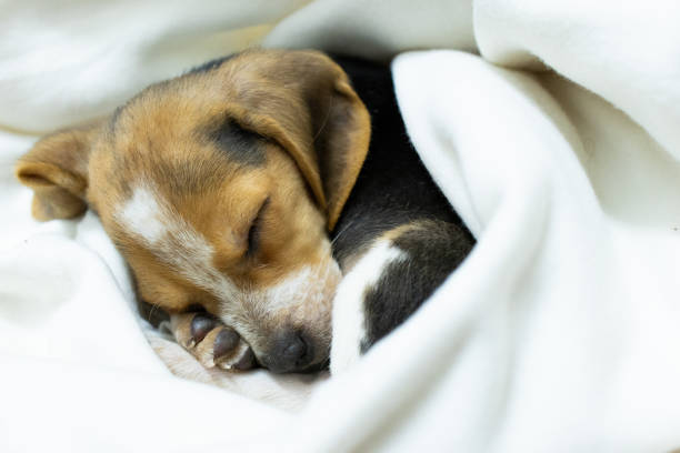 istock beagle puppy dog wrapped in a blanket and sleeping 2155726840