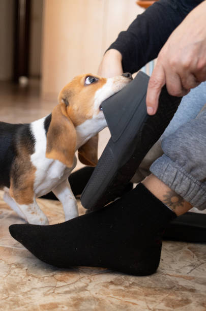 istock beagle puppy dog biting and stealing a slipper from its owner.vertical image. 2155726910