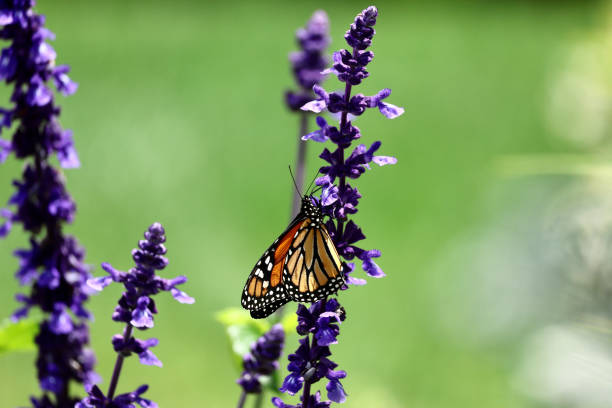 istock Monarch butterfly on a lavender flower 2155727575