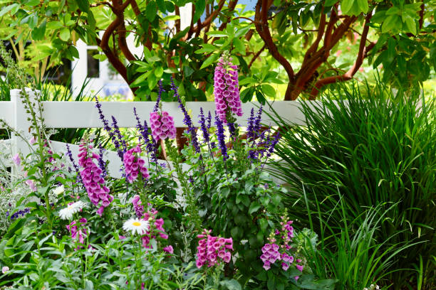 istock Brightly colored flowers in the garden 2155728150