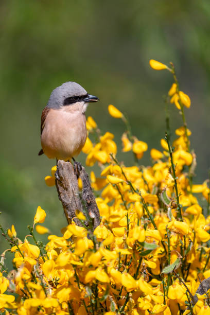 istock Male red backed shrike perched on a branch. 2155728212