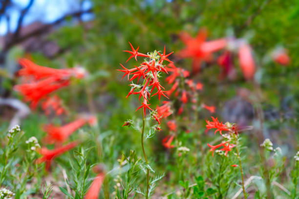 Red Skyrocket Wildflowers Focus on Foreground - Wildflowers in meadow photographed at low angle looking up. Nature scenic background. Ipomopsis Aggregata