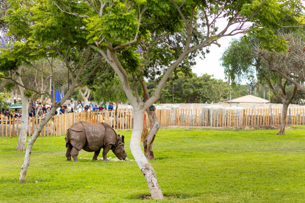 istock Rhinoceros in Fenced Greenery 2155729082