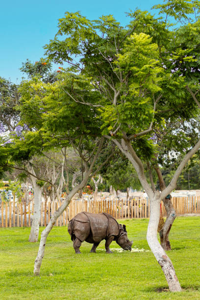 istock Rhinoceros in Fenced Greenery 2155729209
