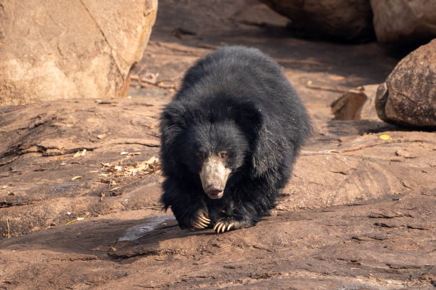 sloth bear (Melursus ursinus), also known as the Indian bear.