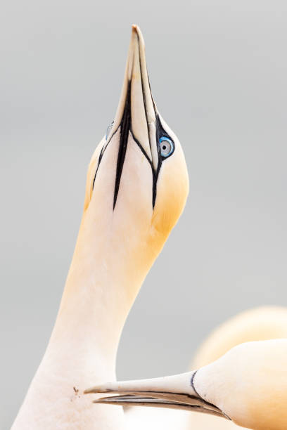 istock a beautiful booby during courtship in its nest 2155730594