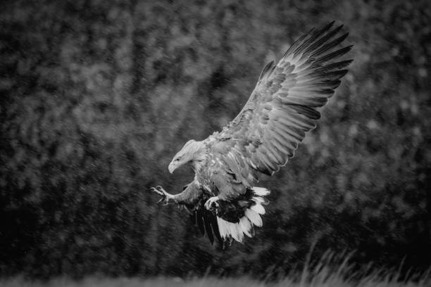 istock Flight of the majestic white-tailed eagle 2155730880