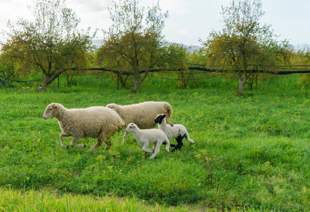 istock Group of sheeps are running on green meadow 2155730977