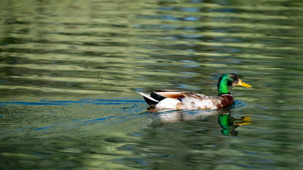 istock Mallard duck with a wake trail in water 2155731017