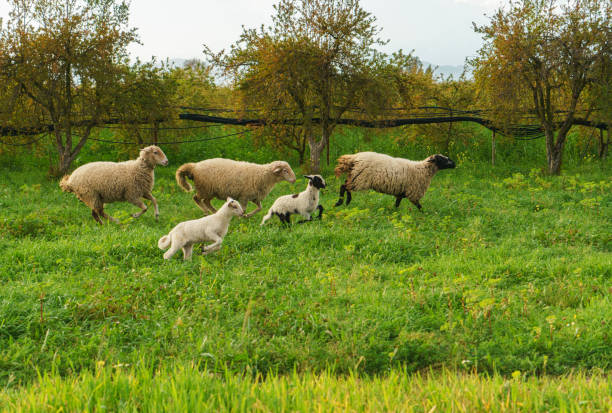 Group of sheeps are running on green meadow