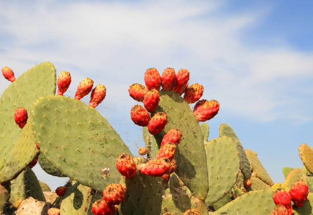 istock Prickly pear cactus. Cladodes with ripe fruits on the sky background 2155731172