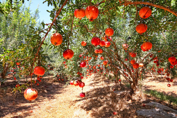 Pomegranates fruits. Trees on the plantation on sunny beautiful day Pomegranates fruits. Trees on the plantation on sunny beautiful day. Harvesting pomegranate tree stock pictures, royalty-free photos & images