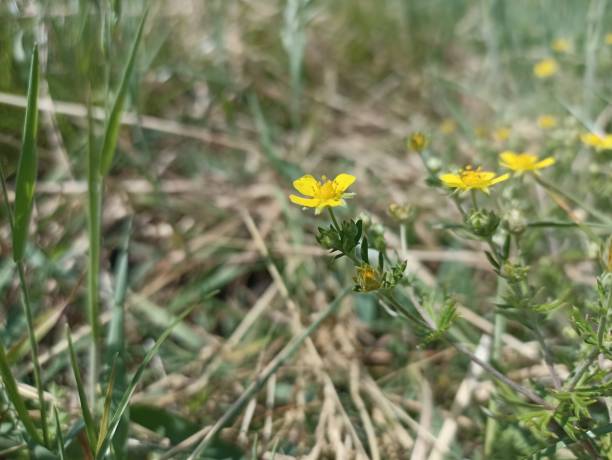 istock Potentilla erecta (syn. Tormentilla erecta, Potentilla laeta, Potentilla tormentilla, known as the (common) tormentil, septfoil or erect cinquefoil) is a herbaceous perennial plant 2155732492