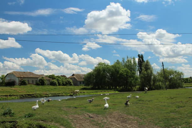 A flock of birds in a field. Sky. Grass. Outdoor. Field. Green