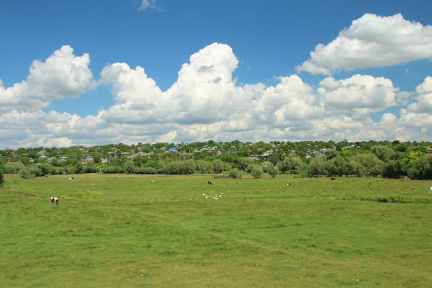 Cows grazing in the agricultural field.