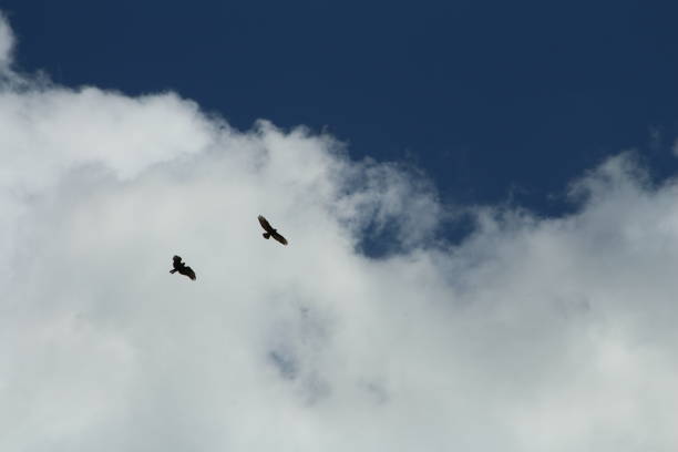 Free Stock Photo of Two Birds Flying in the Sky | Download Free Images ...