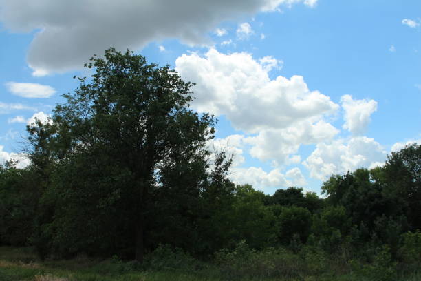 A group of trees in a field. Tree. Sky. Outdoor. Grass. Plant