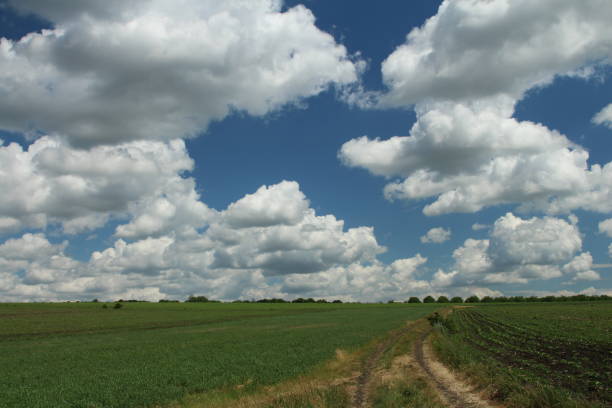 A field of green grass. Sky. Grass. Outdoor. Cloudy. Clouds