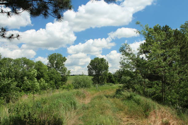 istock A grassy field with trees and blue sky 2155734992