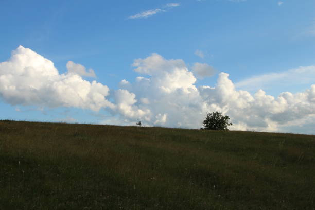 A grassy field with trees in the background. Grass. Sky. Outdoor. Field. Cloudy