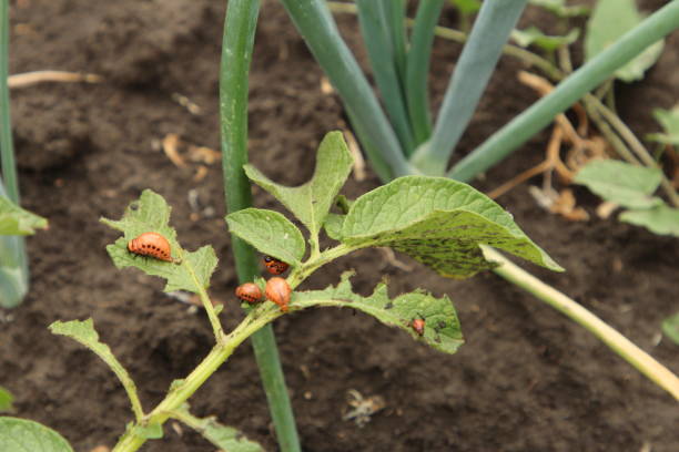 istock A green plant with a small orange flower on it 2155735367