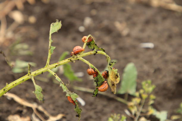 istock A close-up of a plant 2155735378