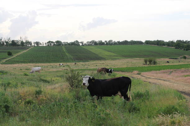 Free Stock Photo of Herd of Cattle Grazing on Lush Green Field ...