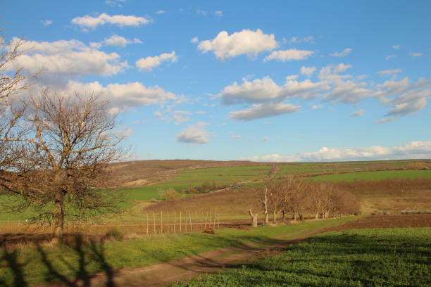 istock A grassy field with trees and a blue sky 2155735947