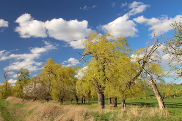 istock A group of trees in a field 2155736373