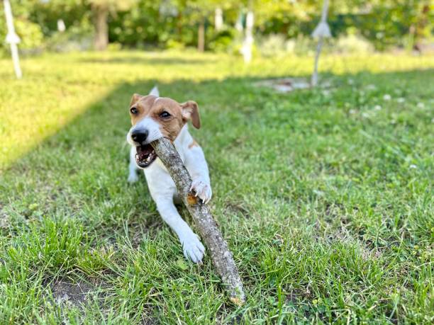 istock Jack Russell Terrier dog chews a wooden stick. 2155736426