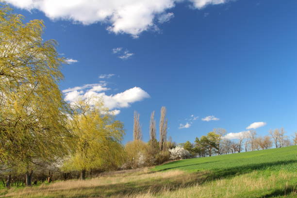 forest , trees and leaves