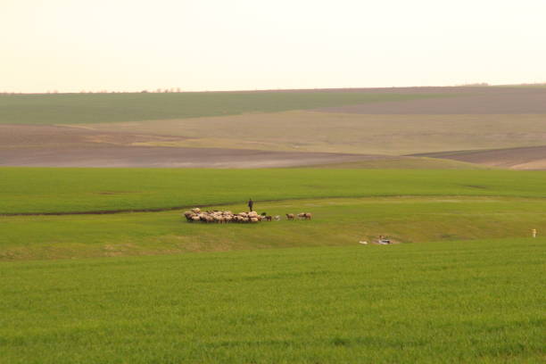 A group of animals in a field. Grass. Sky. Outdoor. Field. Green