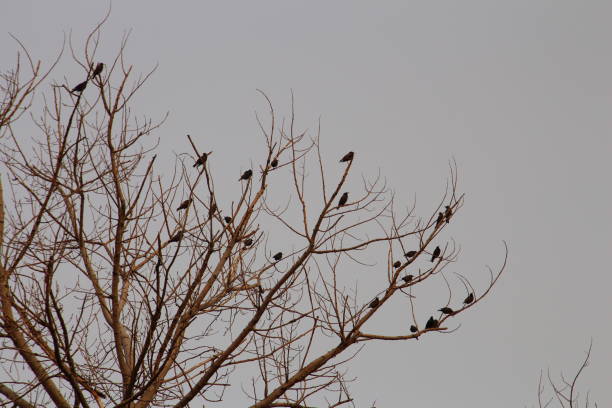 istock A group of birds in a tree 2155737383