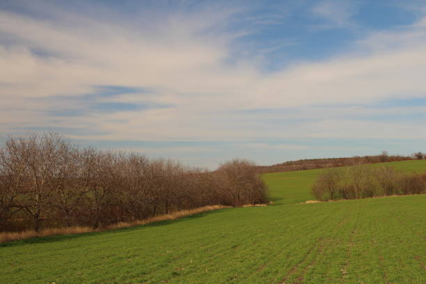 istock A grassy field with trees and blue sky 2155737744