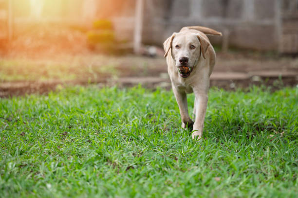 istock Labrador dog walk on green lawn 2155740434