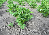 potato-bushes-growing-in-the-garden-bed.jpg?b=1&s=170x170&k=20&c=fnMGHzX8d52uaTY4yI2IFyJehLqm7ZujciFR8kKm6Ts=