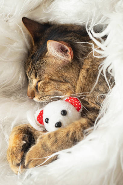 istock Cute cat  with teddy toy 2155740730