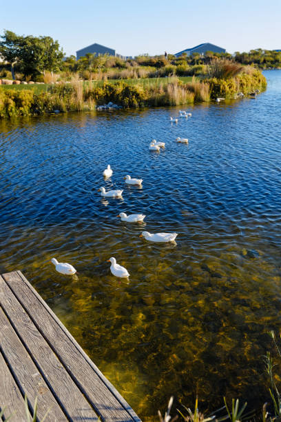istock White ducks swimming on a small lake in bright sunshine. 2155741829
