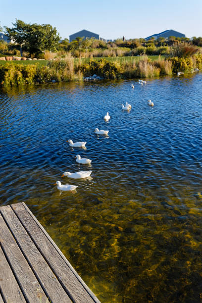 istock White ducks swimming on a small lake in bright sunshine. 2155741838