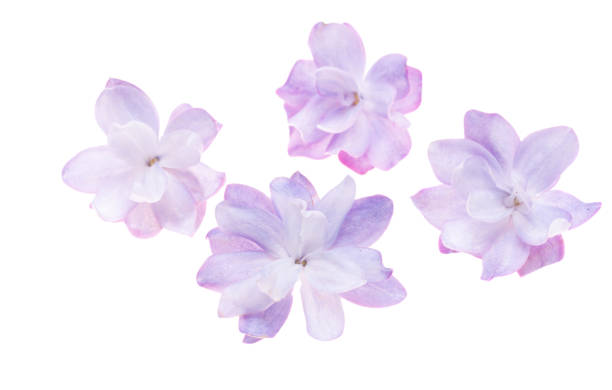 istock lilac flowers isolated 2155742083