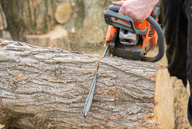 istock cutting wood with a saw 2155742238