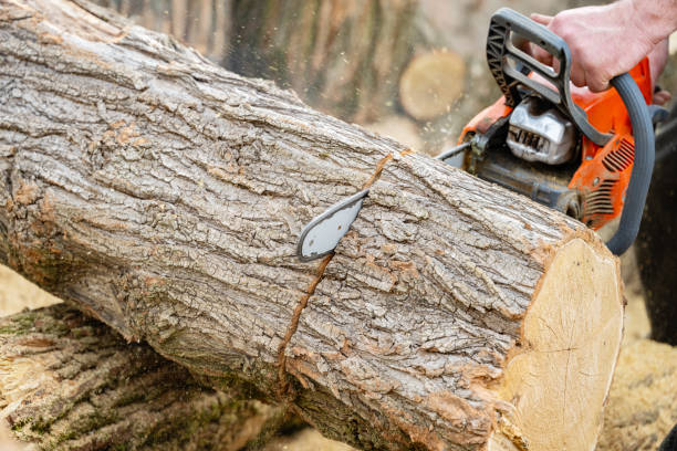 istock cutting wood with a saw 2155742277