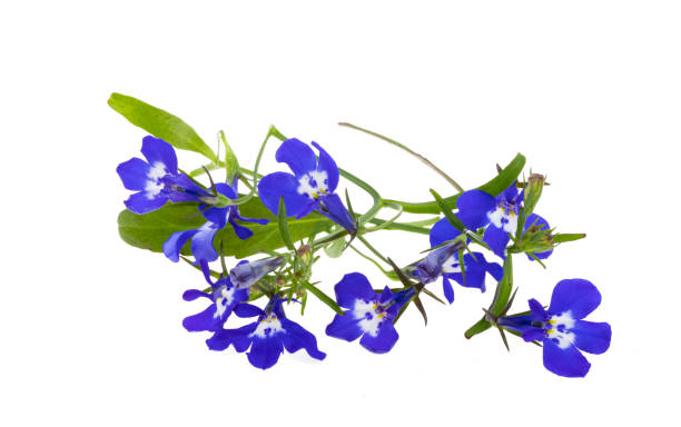 blue lobelia isolated blue lobelia isolated on white background lobelias stock pictures, royalty-free photos & images