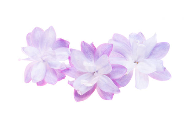 istock lilac flowers isolated 2155742937