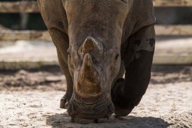 istock Large rhinoceros close-up portrait 2155744040
