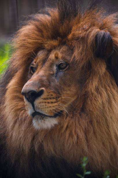 Majestic male lion with a full golden mane with intense gaze and regal presence highlighting the king of the jungle's strength, beauty, detailed fur texture and expressive eyes, making it perfect for wildlife enthusiasts, nature-themed projects, and educational purposes.